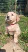 Golden Retriever Welpe reinrassig weiblich